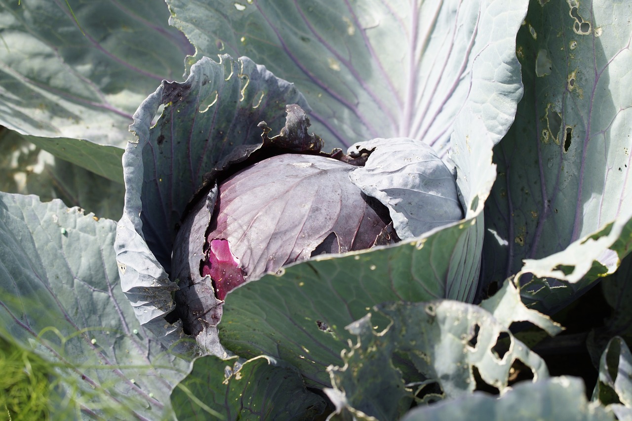 red cabbage plant vegetables free photo
