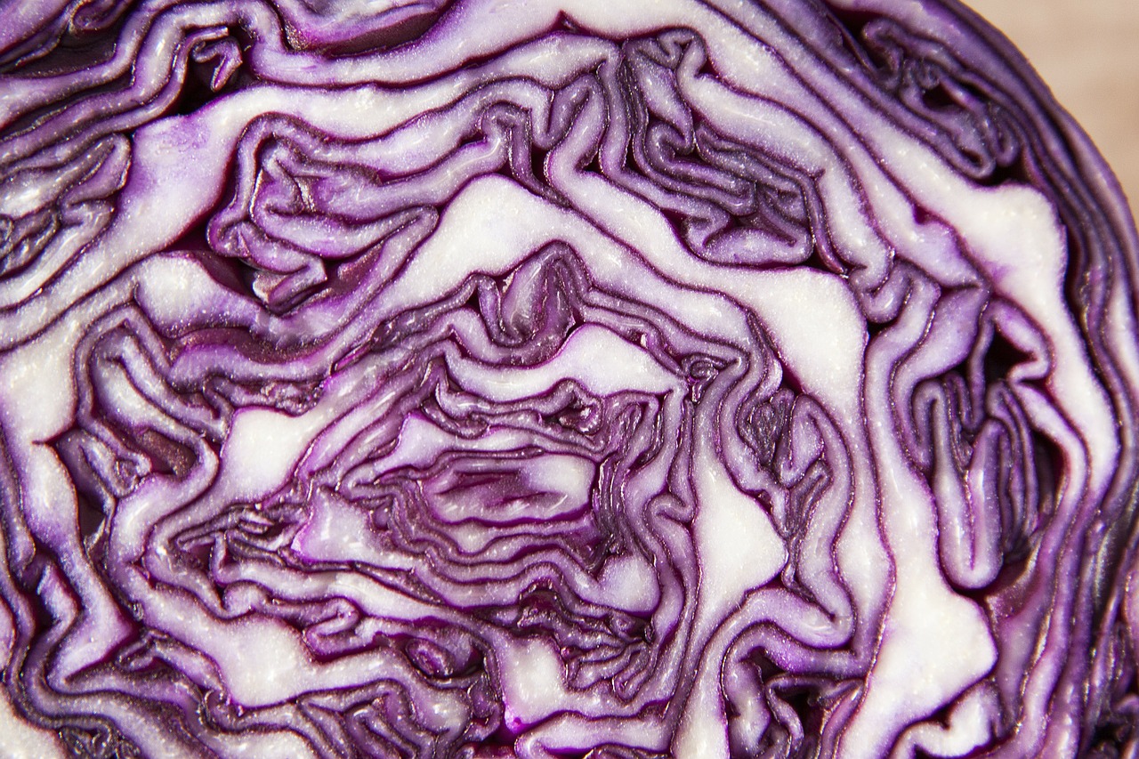 red cabbage brassica oleracea kohl free photo