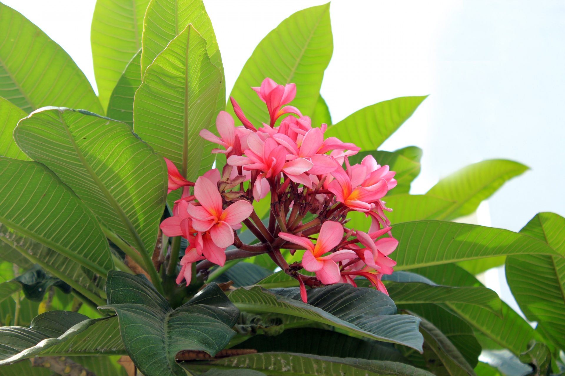 red calachuchi flower free photo