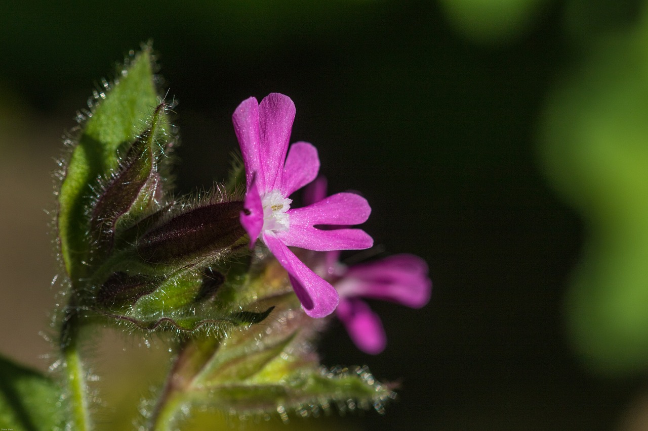 red campion carnation family flower free photo