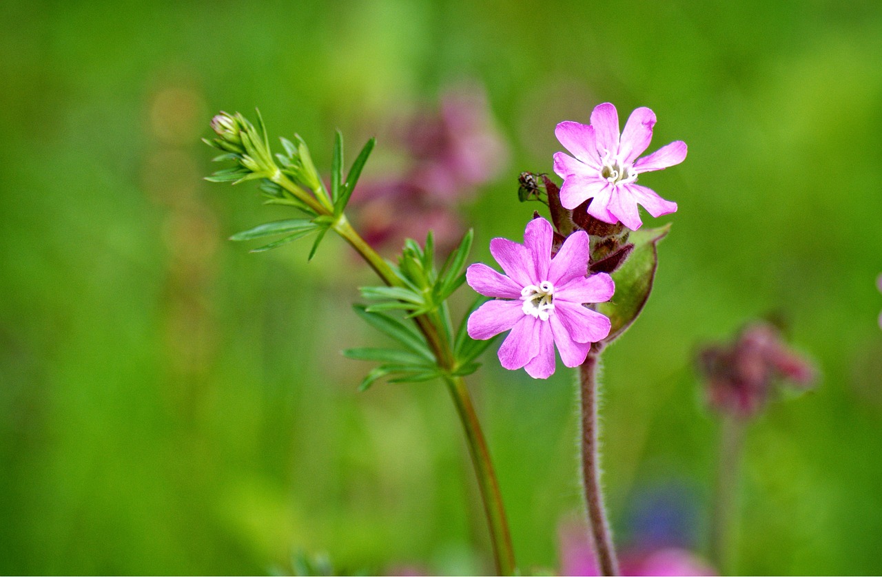 red campion silene dioica red catchfly free photo