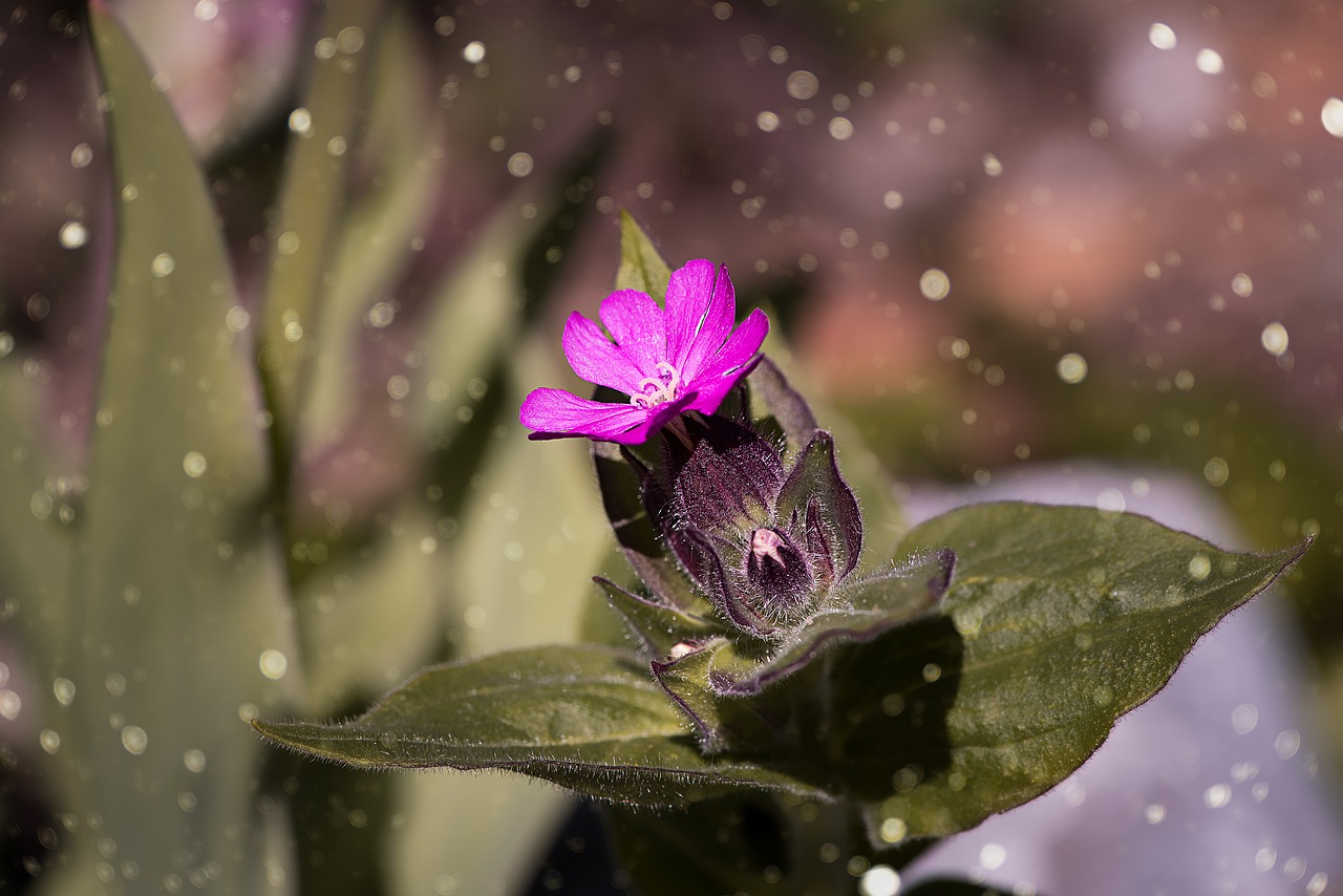 red campion heath orchid blossom free photo