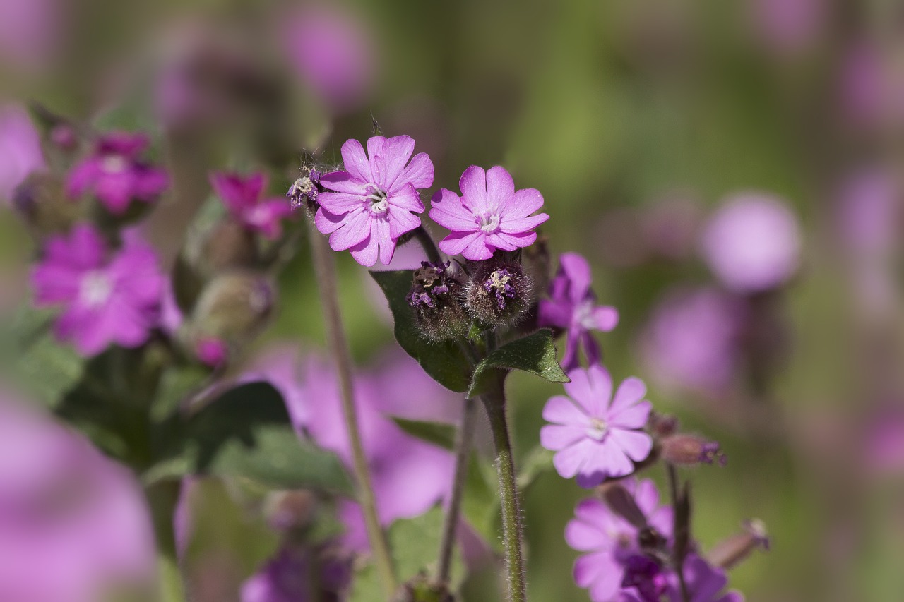 red campion  silene dioica  red catchfly free photo