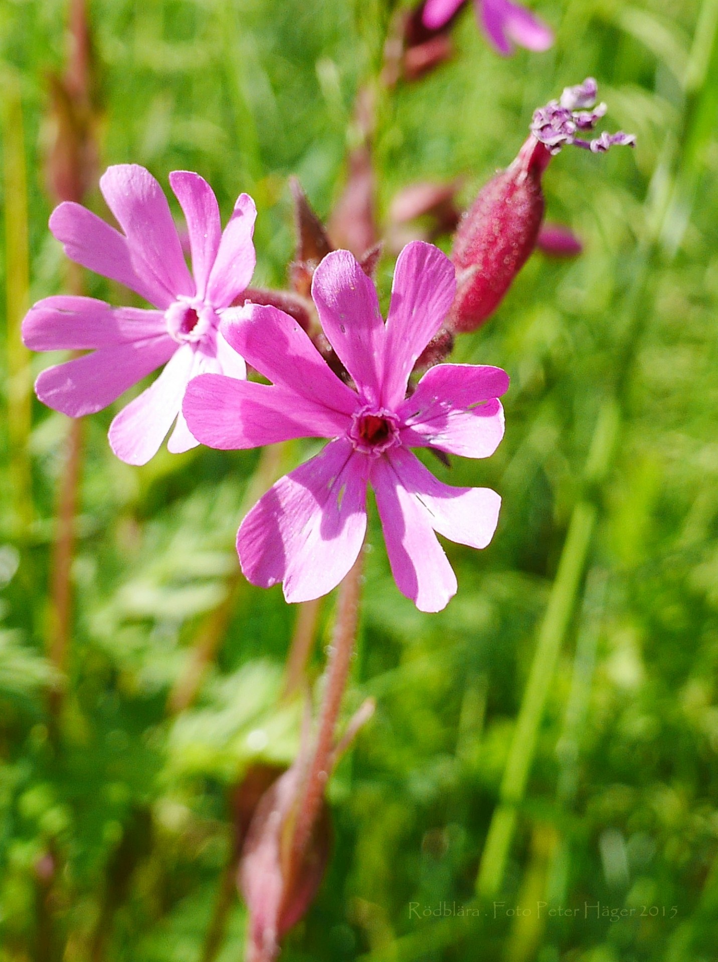 Гибралтарская Смолевка (Silene tomentosa)