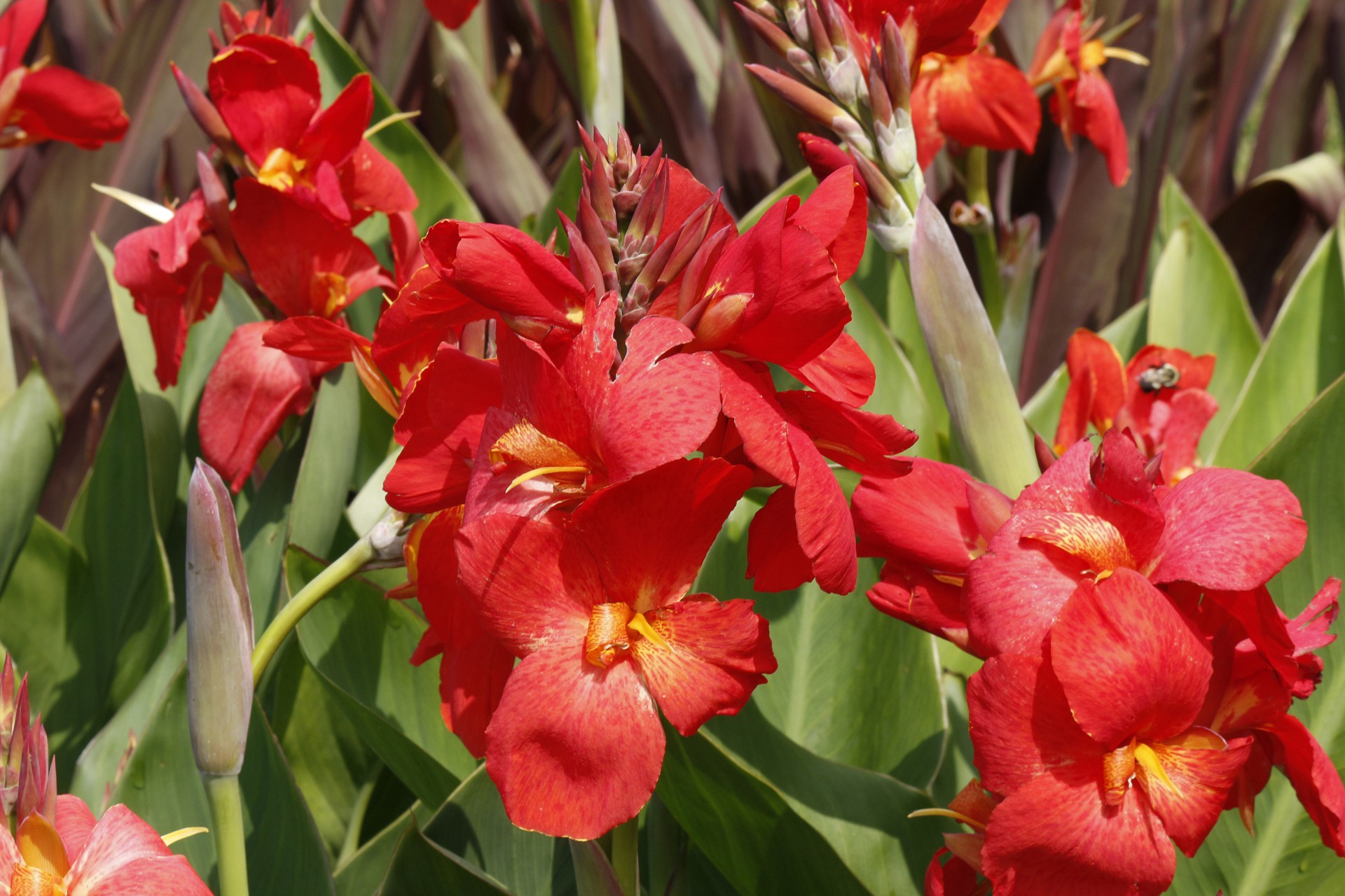 flowers red canna free photo