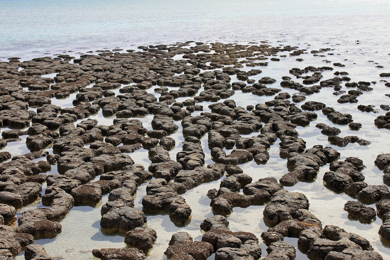 red caps australia stromatolit free photo
