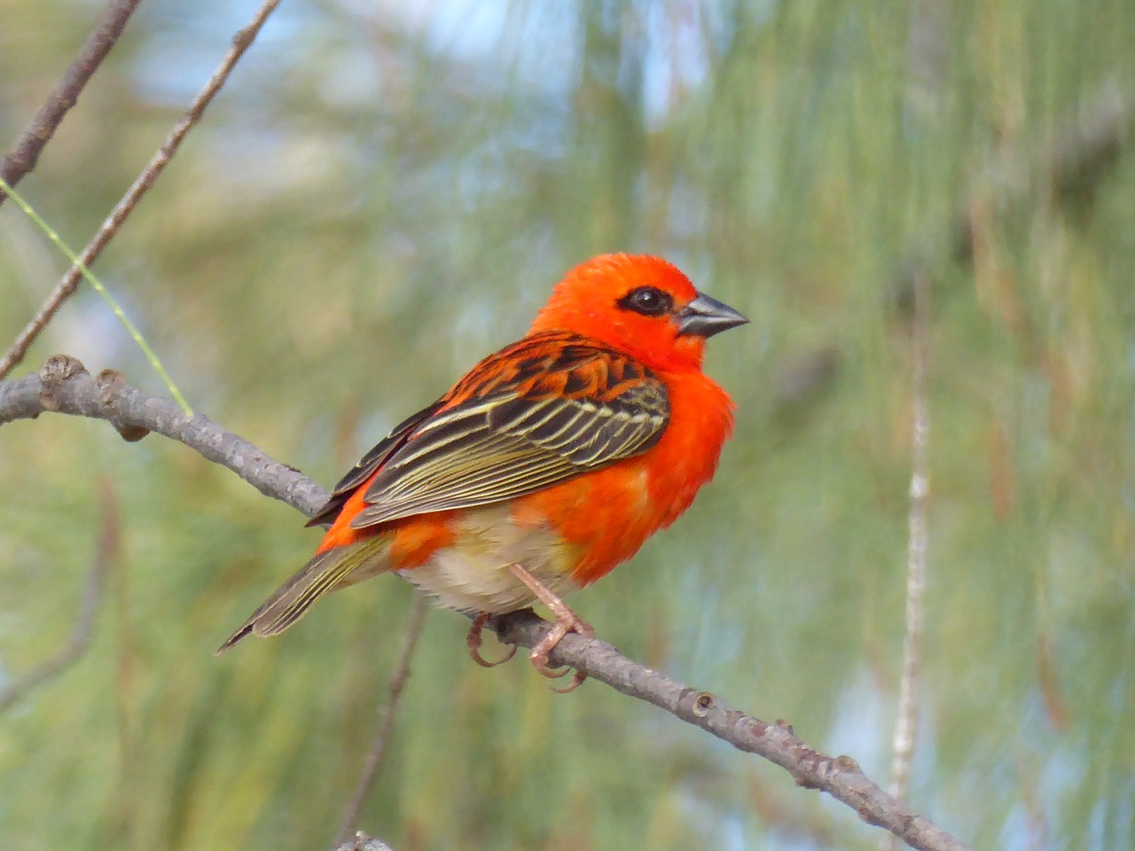 red cardinal branch mauritius free photo