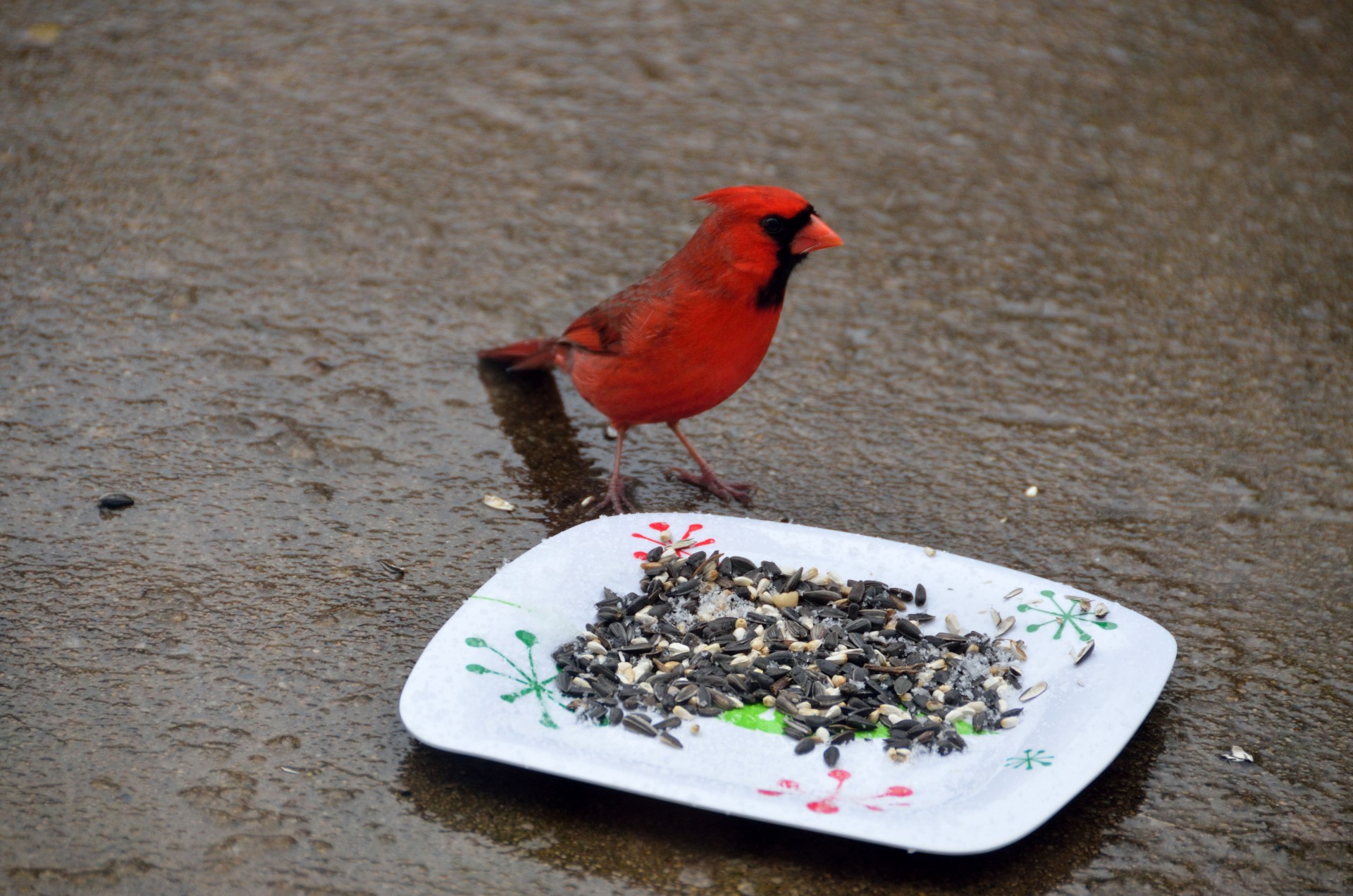 cardinal birds avain free photo