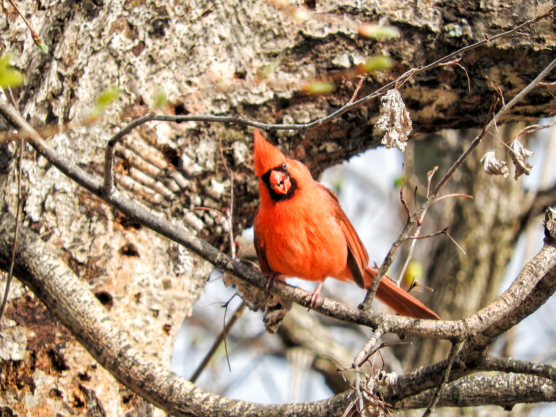 redbird cardinal male free photo