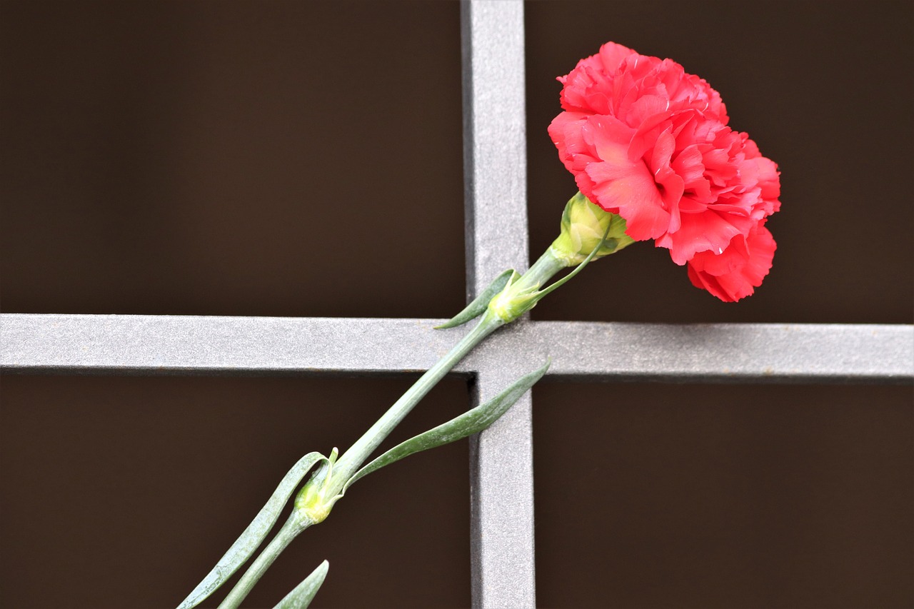 red carnation  metal grid  tomb entrance free photo