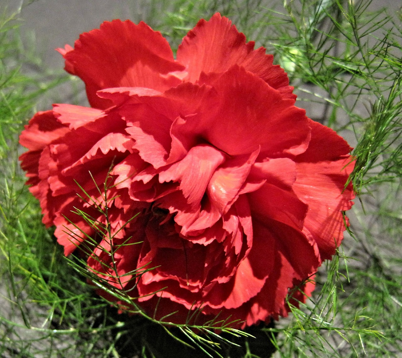red carnation fern garden free photo