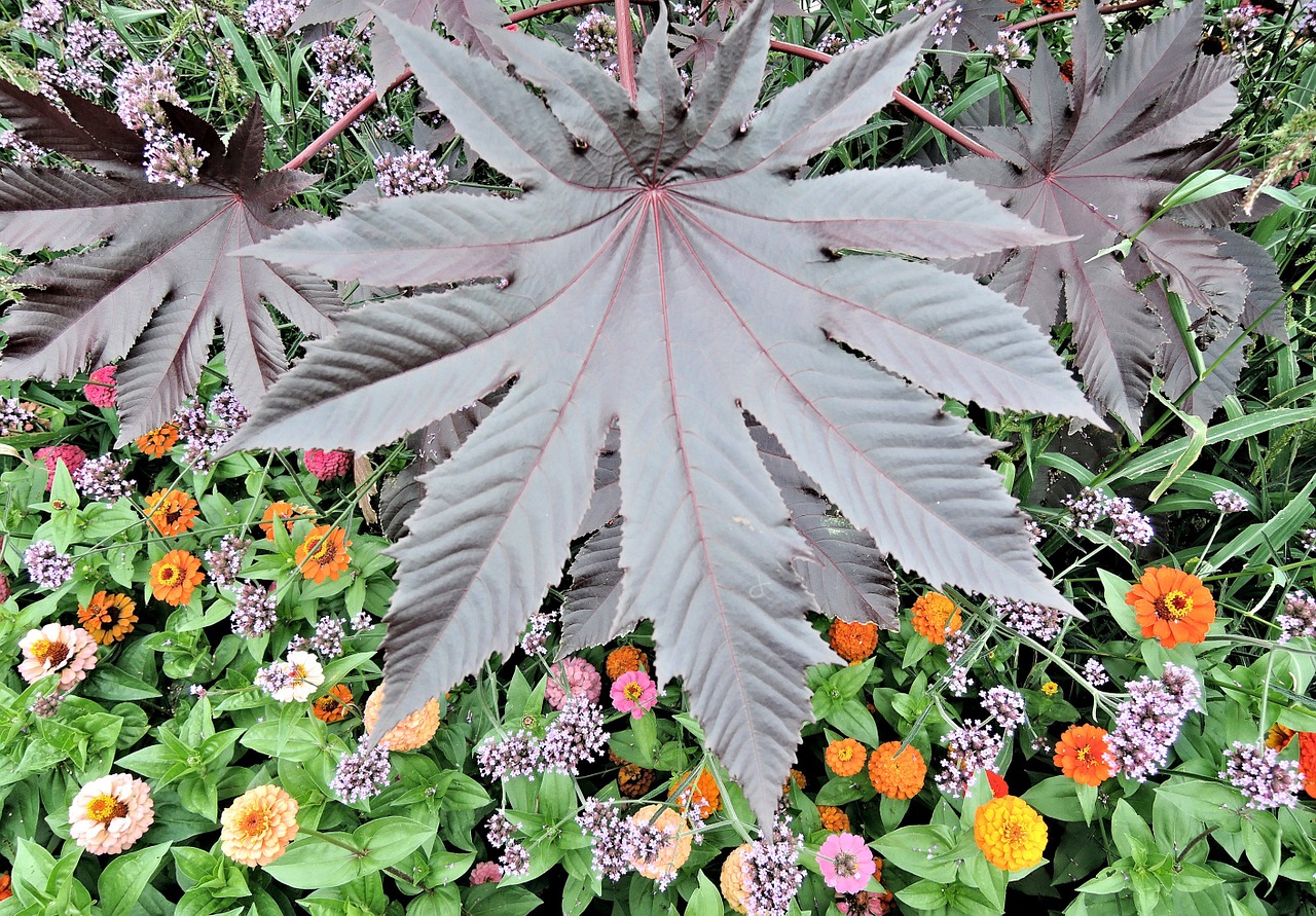 red castor bean leaf poisonous annual free photo