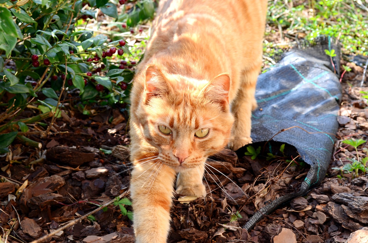 red cat cat animal free photo