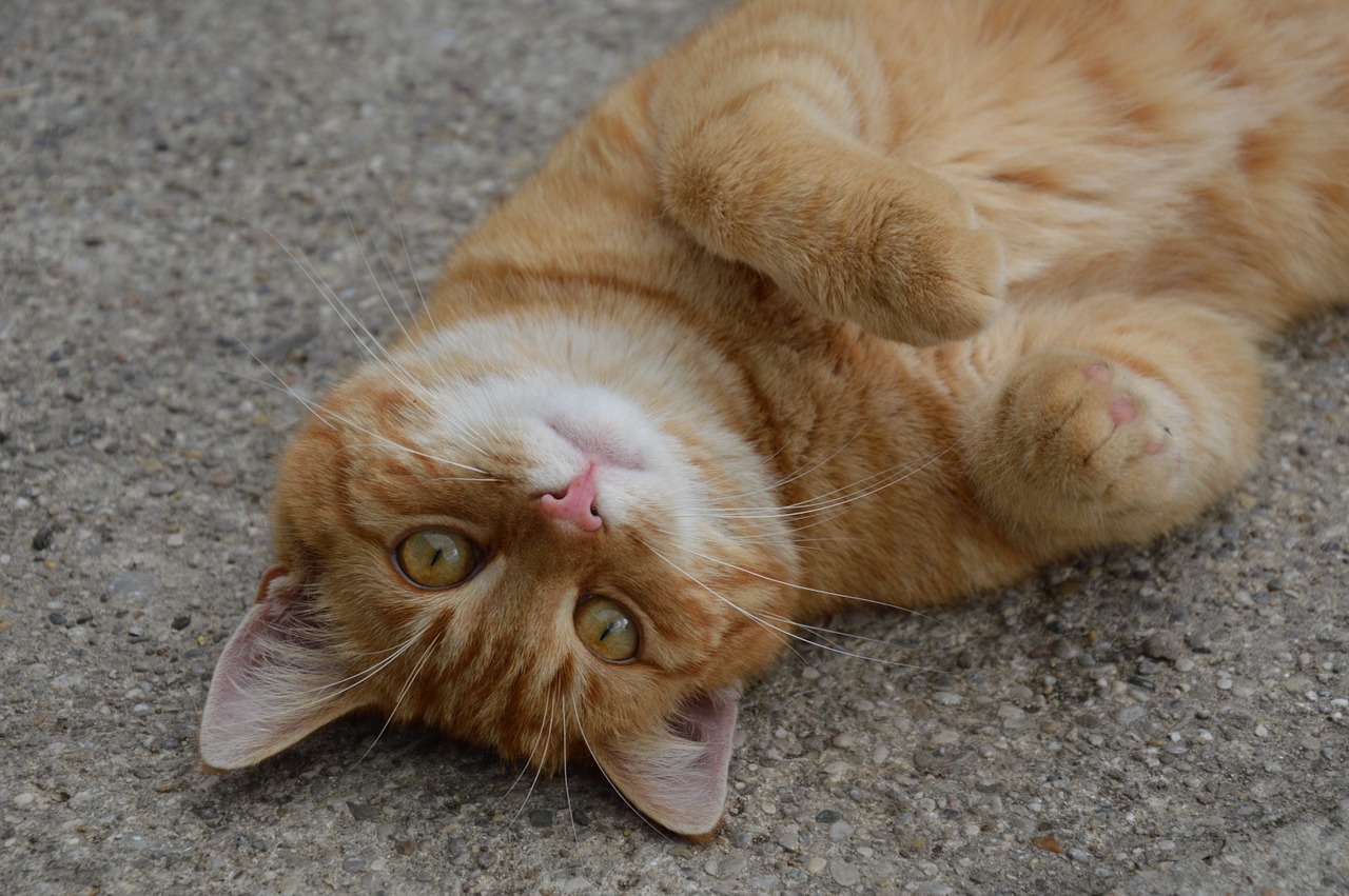 red cat crawl gatto free photo