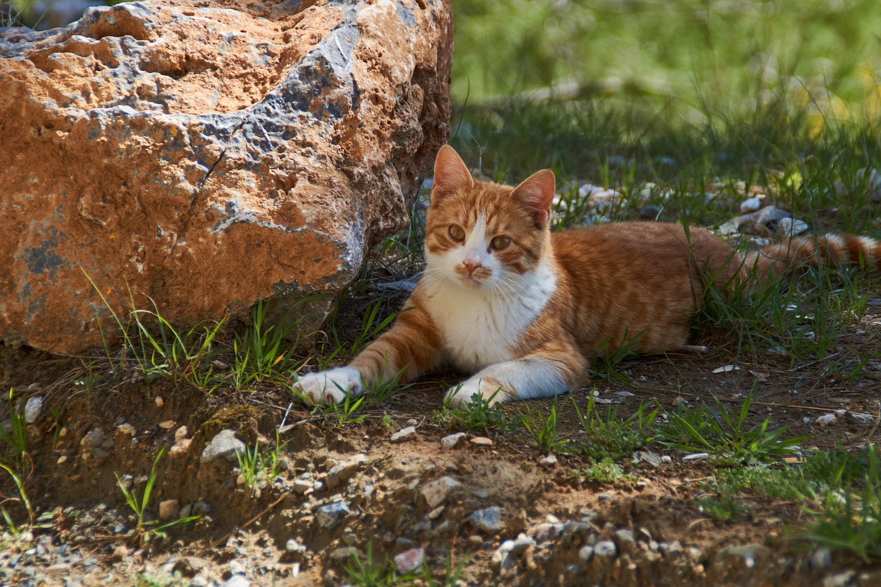 red cat brown cat sunny free photo