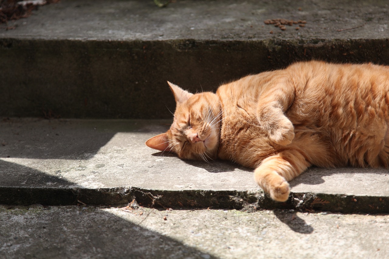 red cat cat sleeping staircase free photo