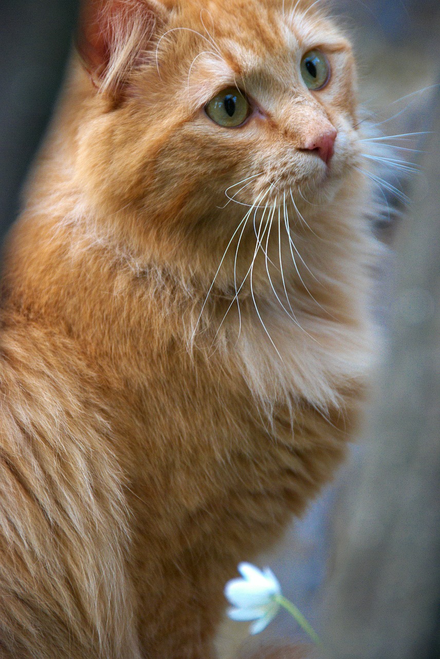 red cat cats portrait of cat free photo