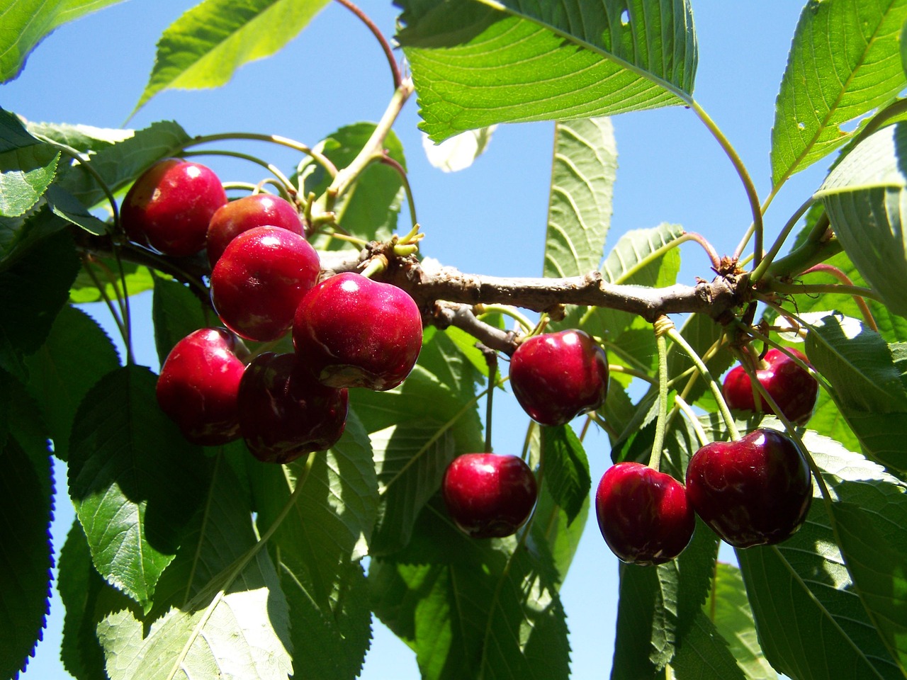 red cherry ripe fruit cherry branch free photo