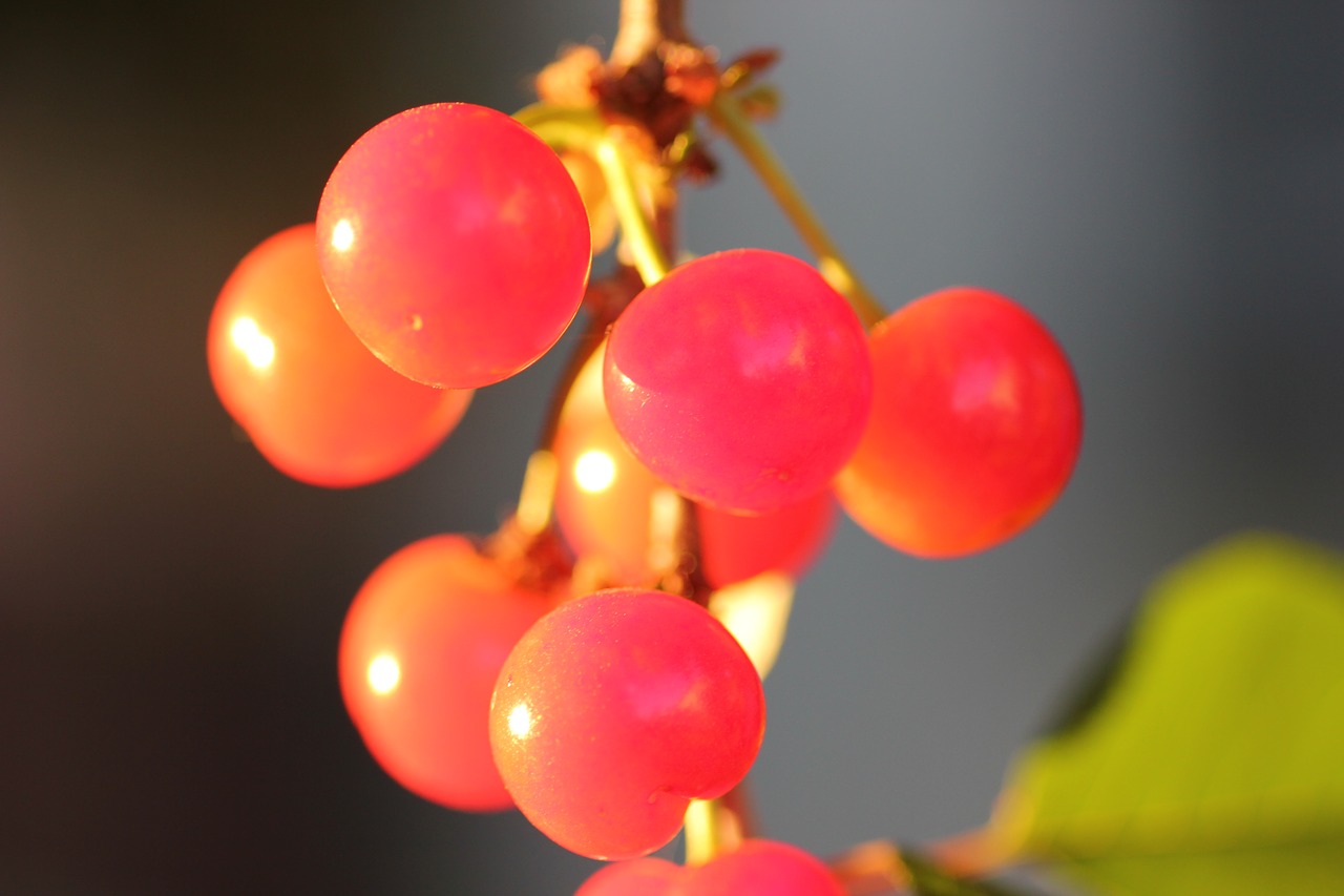 red cherry fruit fresh free photo