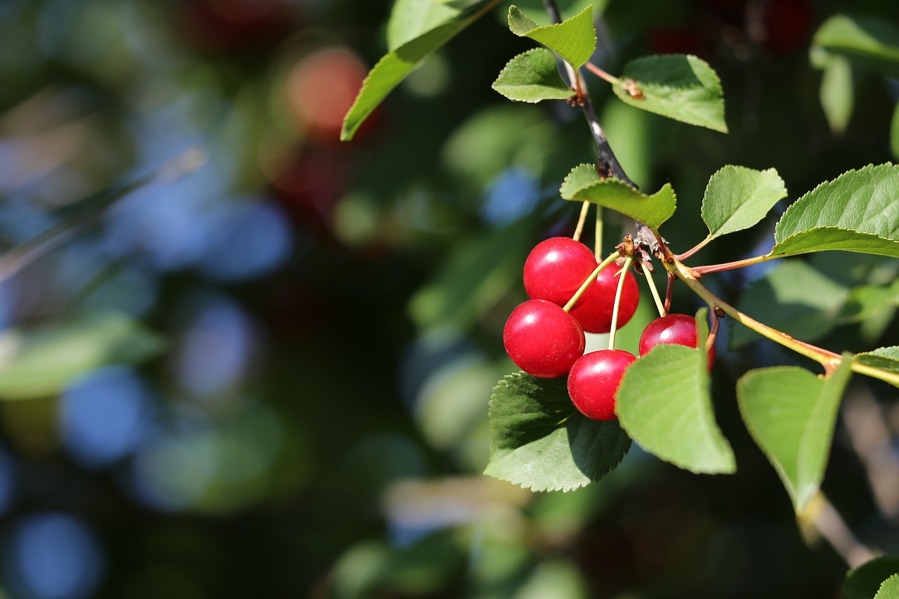 red cherry  fruit  food free photo