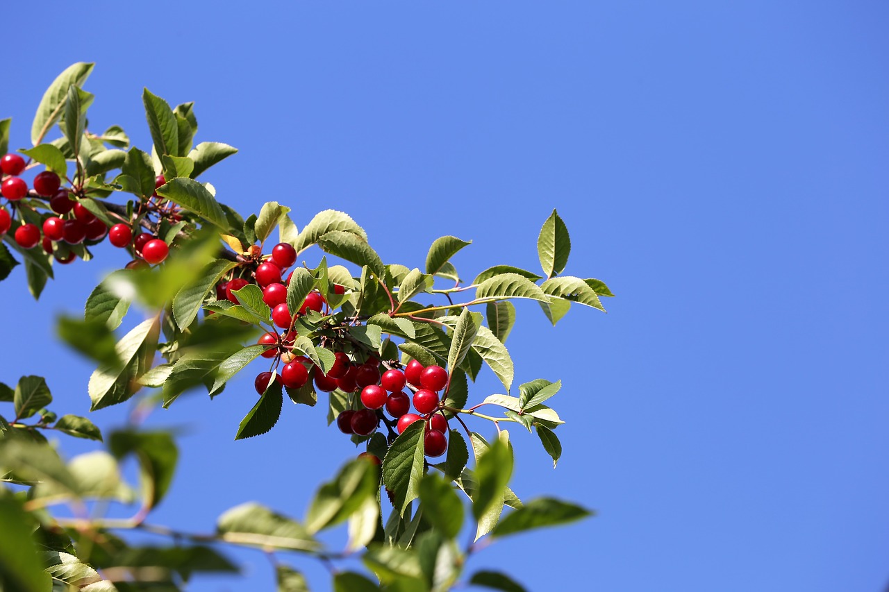 red cherry  fruit  food free photo