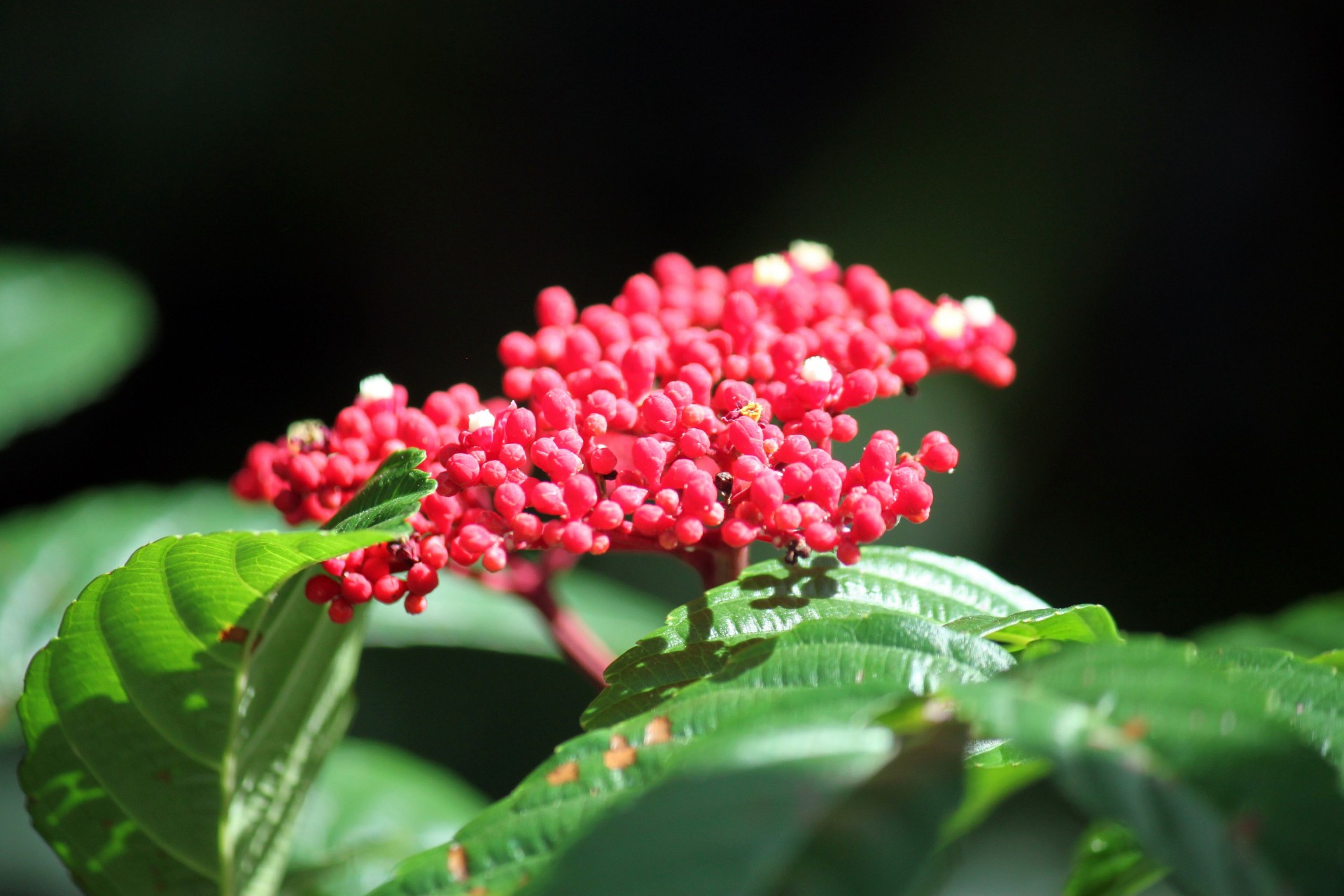 red cherry flower free photo