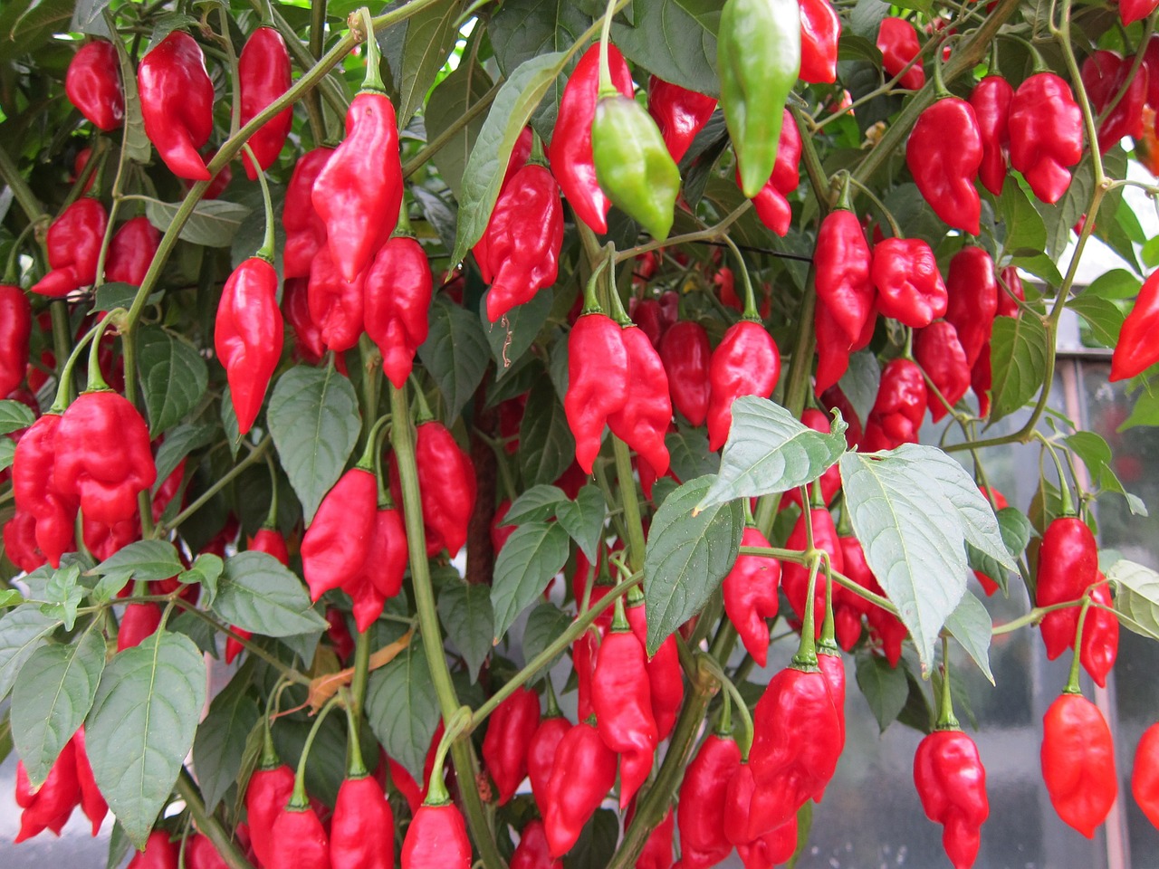 red chili hot spicy free photo