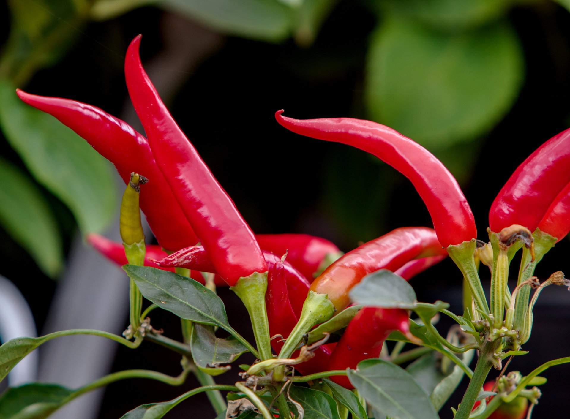 chili pepper chili peppers red free photo