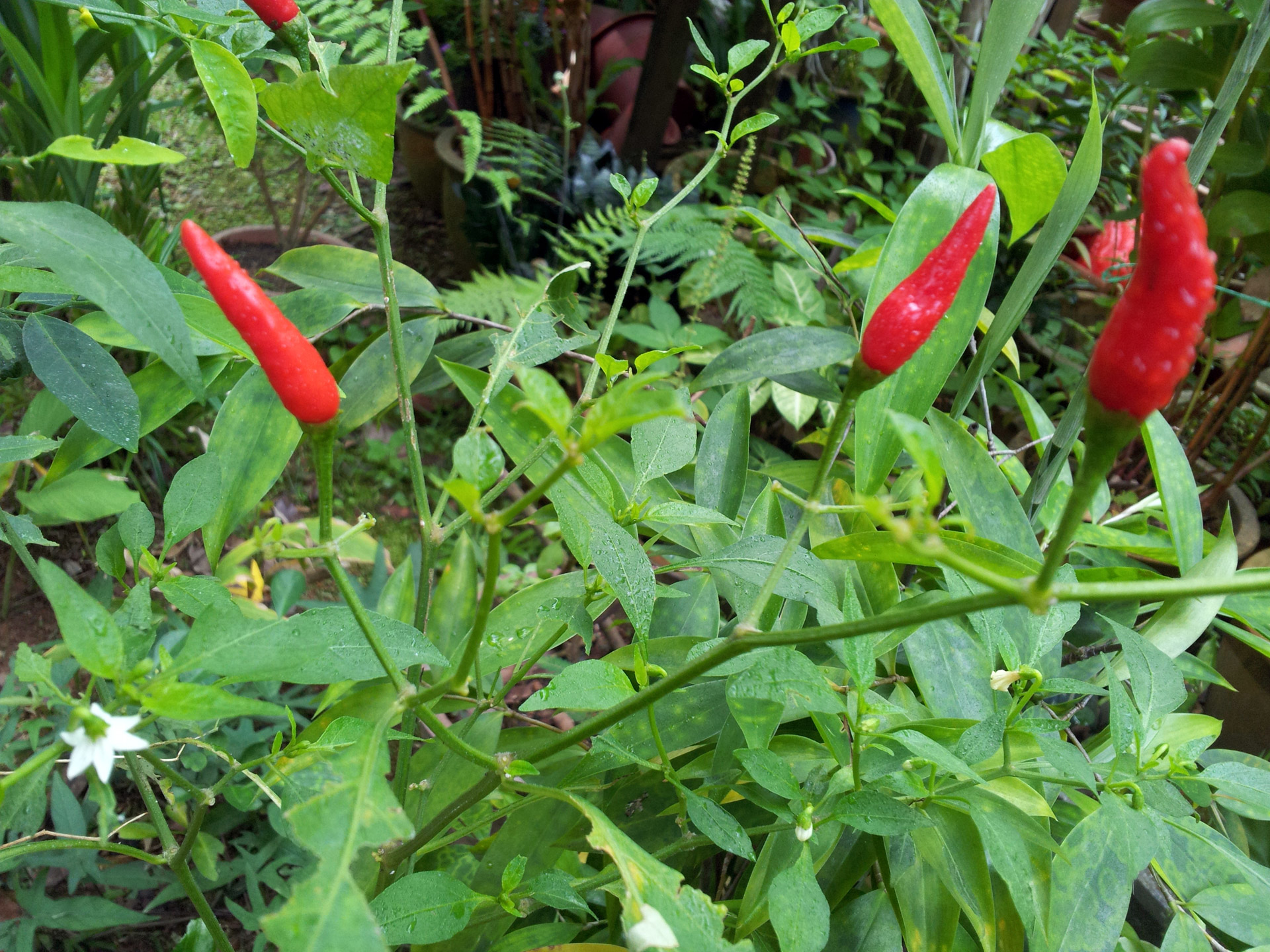 red chilli garden plant free photo