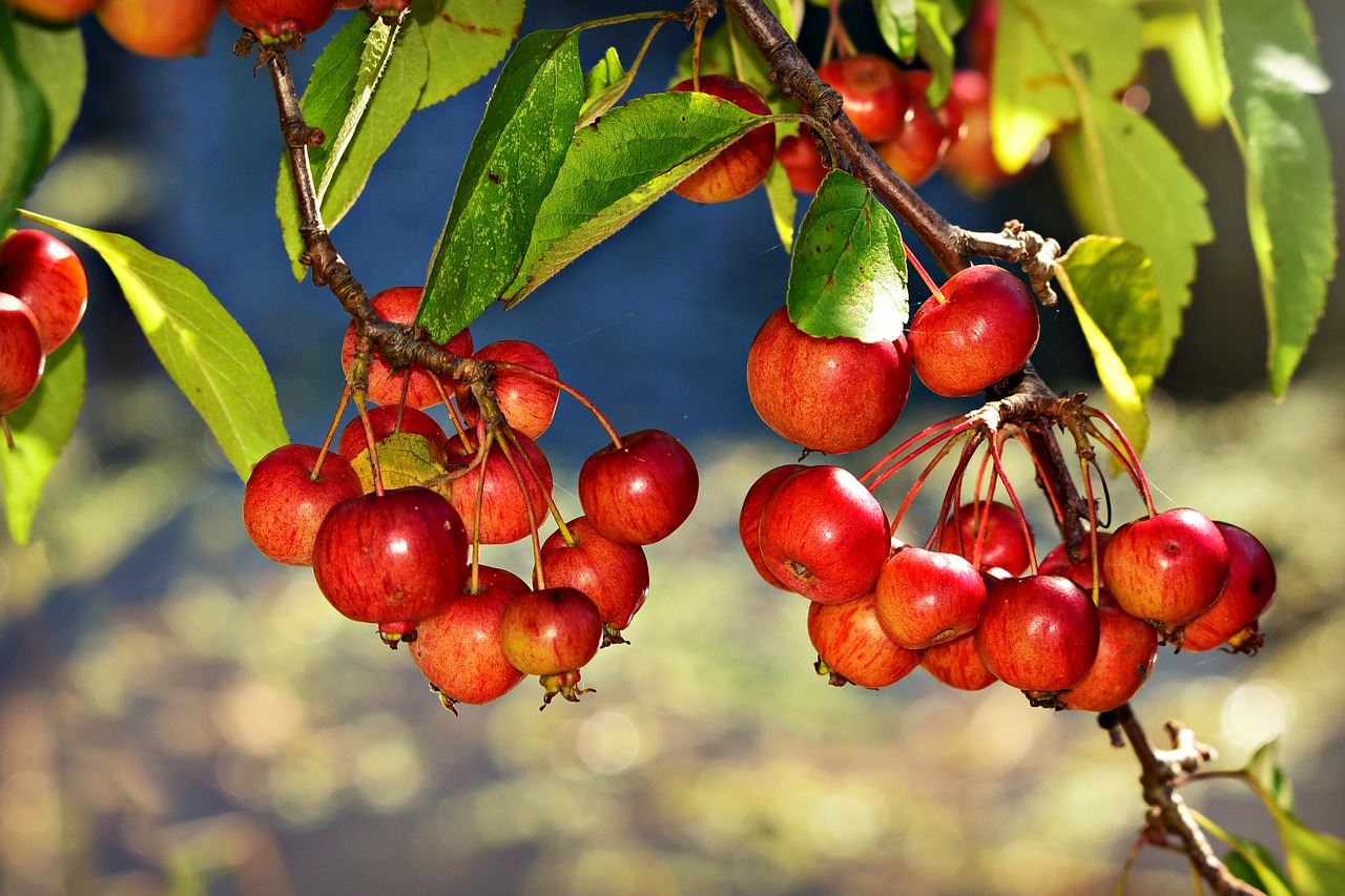 red chokebery  berry  fruit free photo