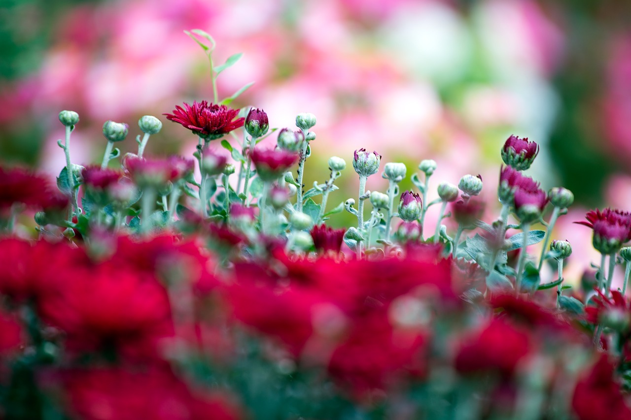 red chrysanthemums  flower  red free photo