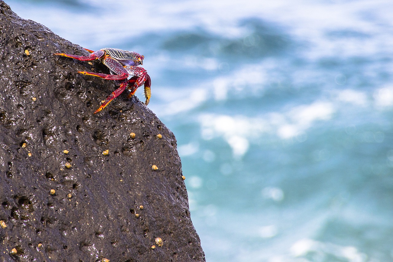 red cliff crab crab meeresbewohner free photo