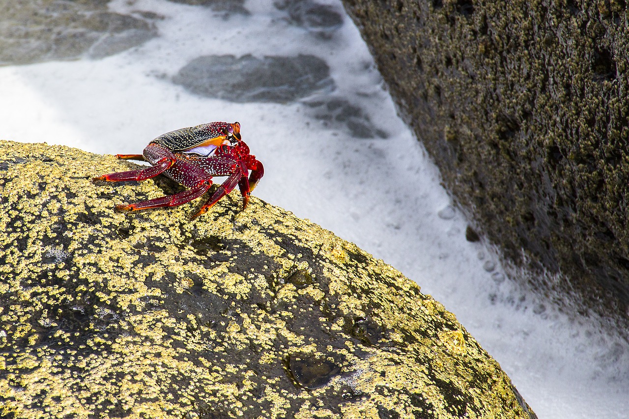 red cliff crab crab meeresbewohner free photo