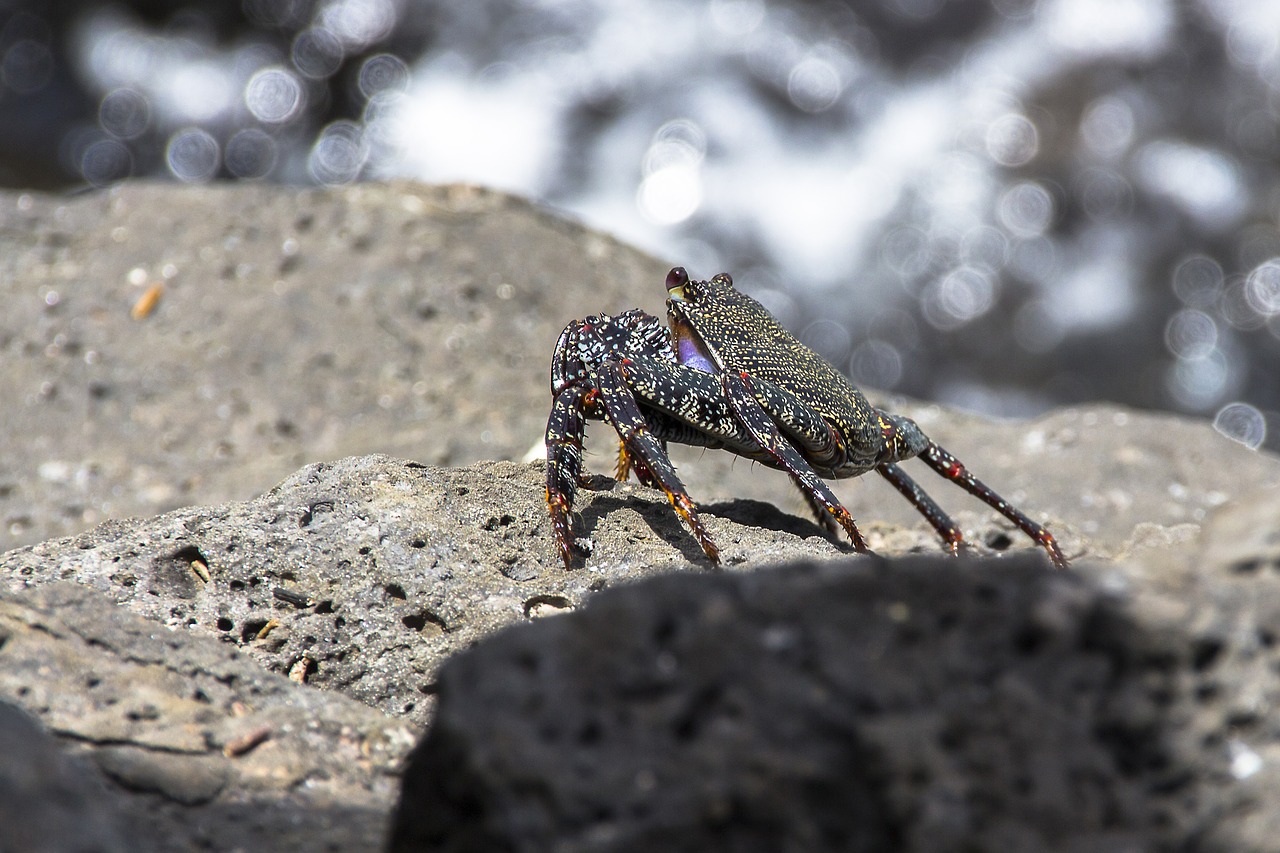 red cliff crab crab meeresbewohner free photo