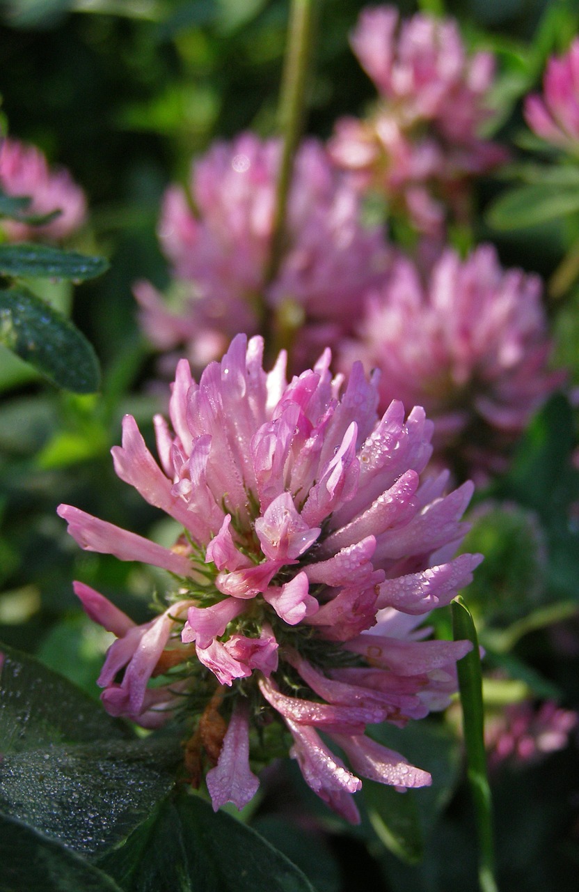 red clover flower fodder plant free photo