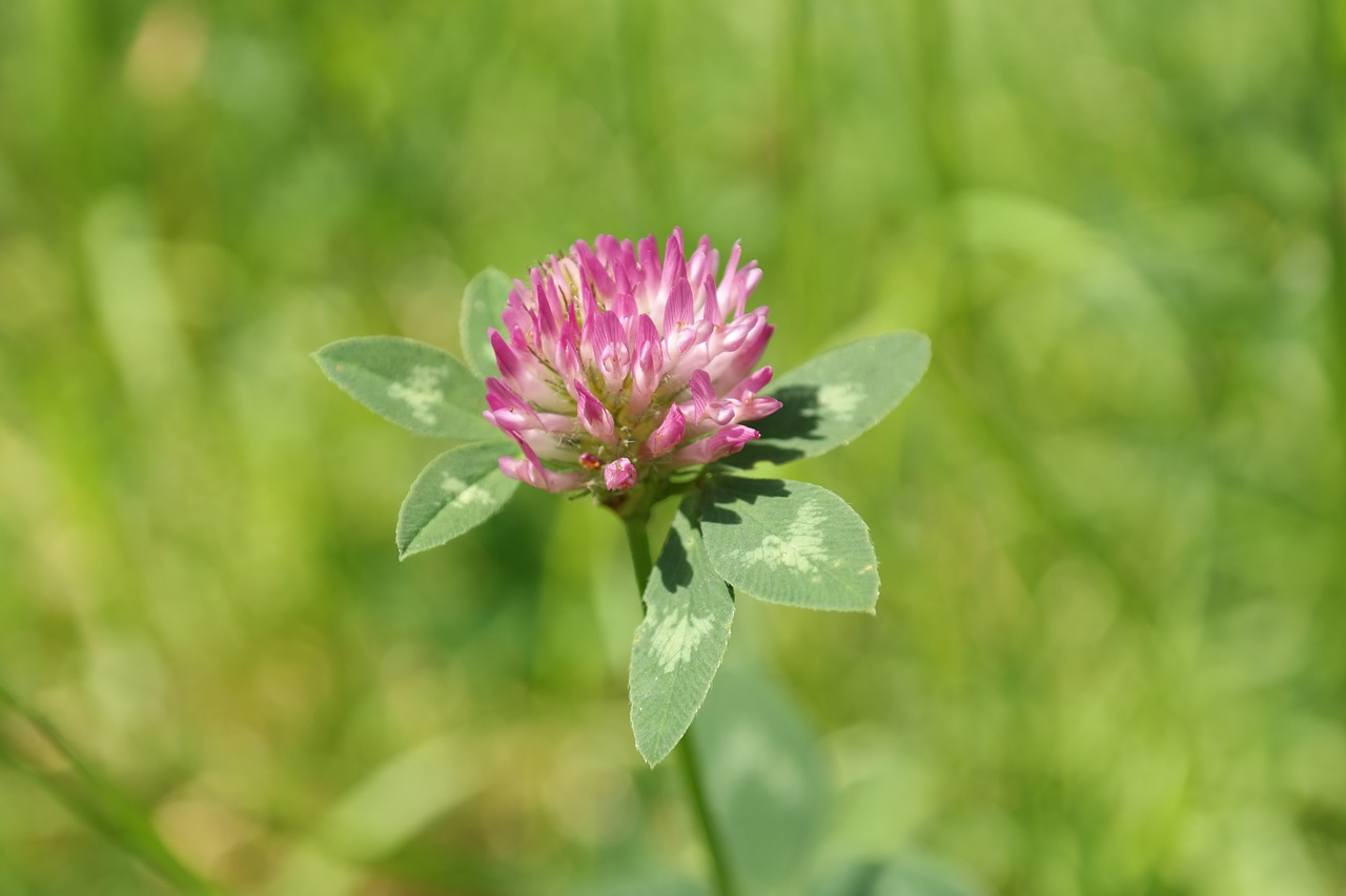 red clover klee pointed flower free photo