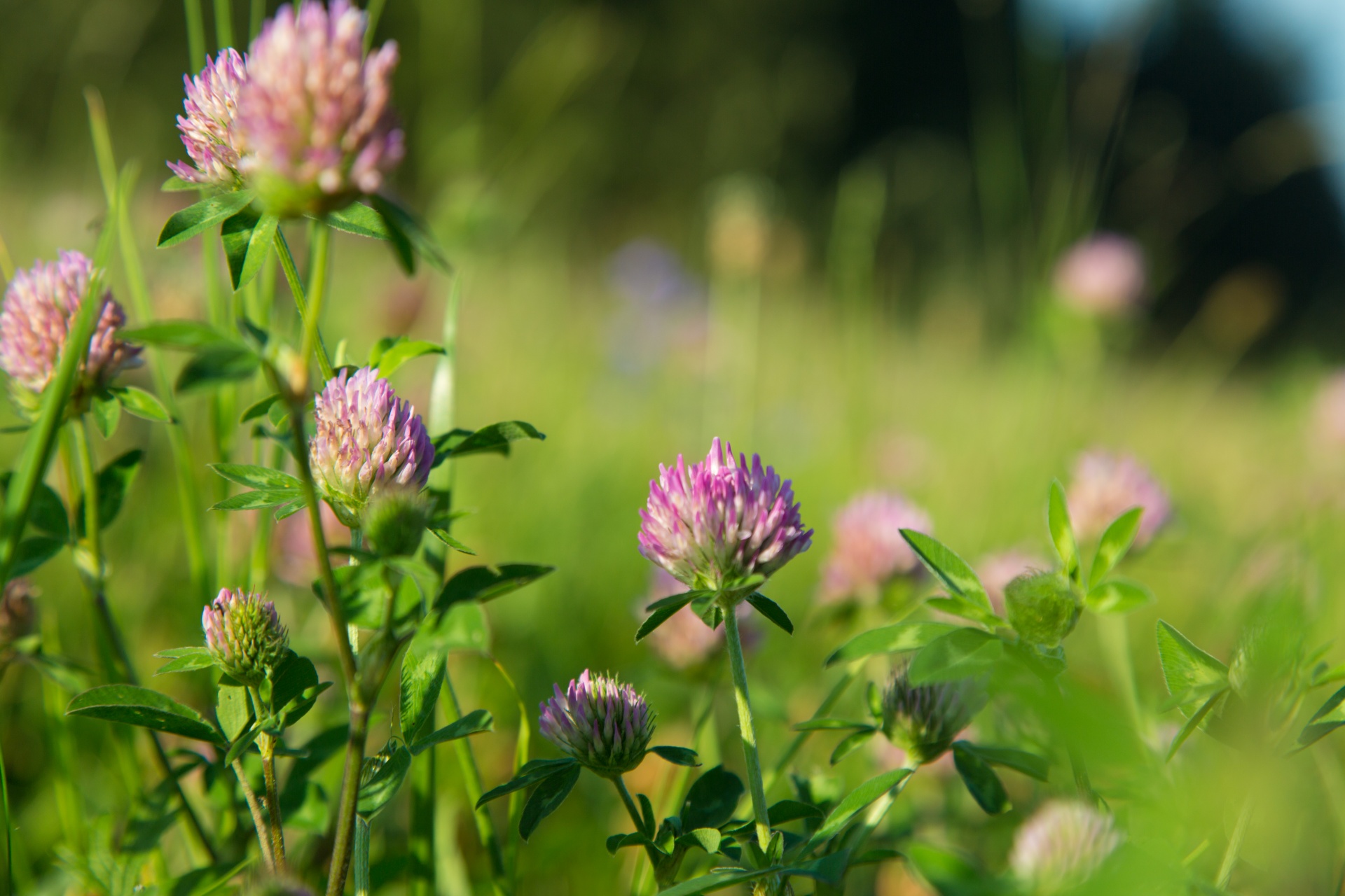 background clover colorful free photo