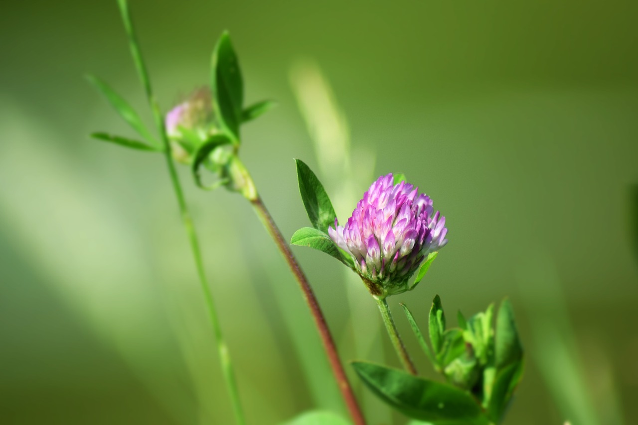 red clover flower clover free photo