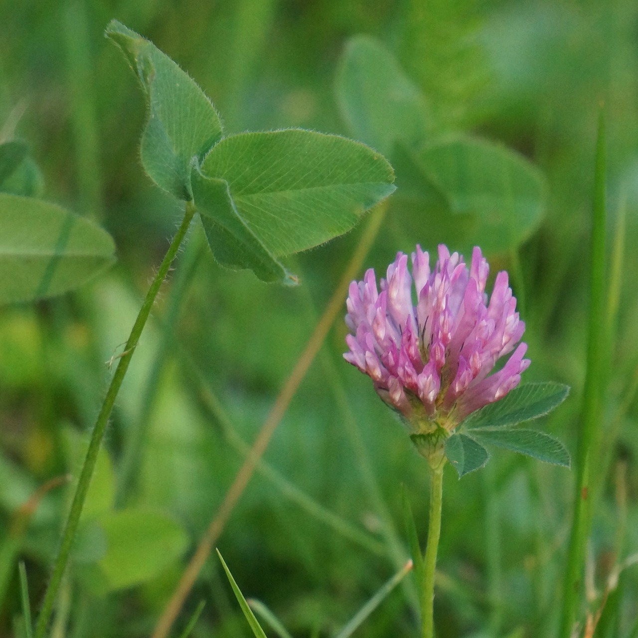 red clover trifolium pratense wildflowers free photo