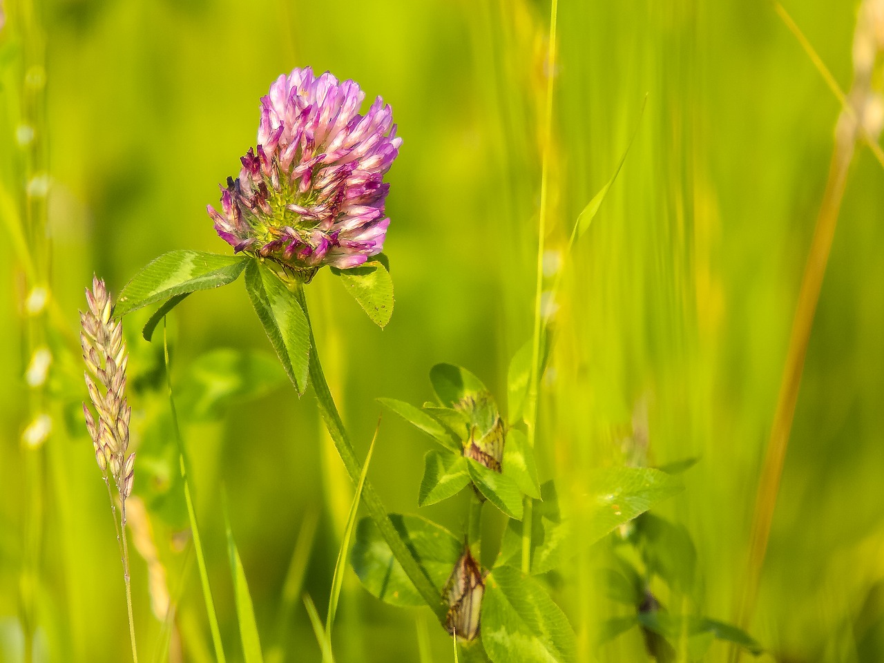 red clover klee flower free photo