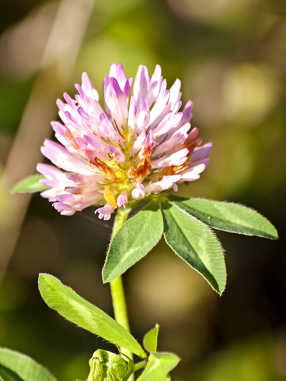red clover klee flower free photo