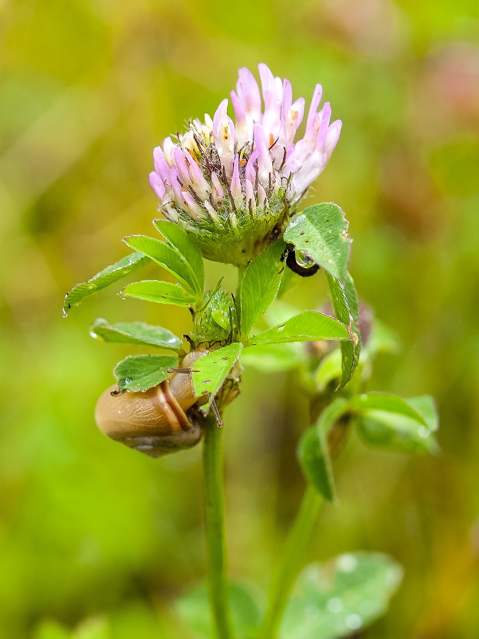 red clover klee blossom free photo