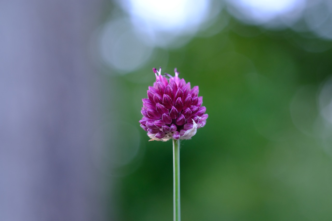 red clover blossom bloom free photo