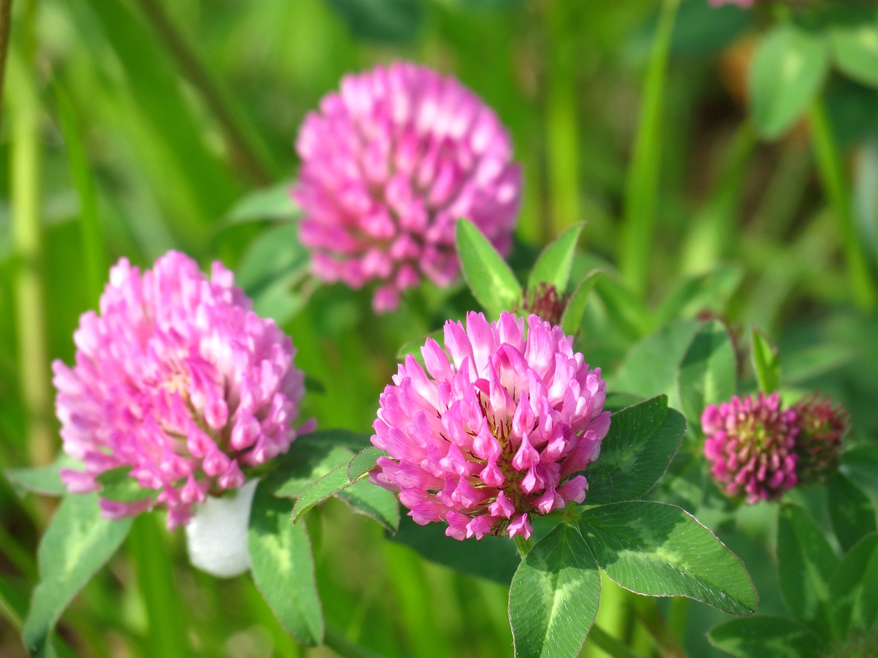 red clover meadow plant free photo