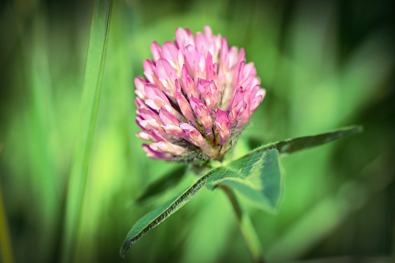 red clover  flower  plant free photo