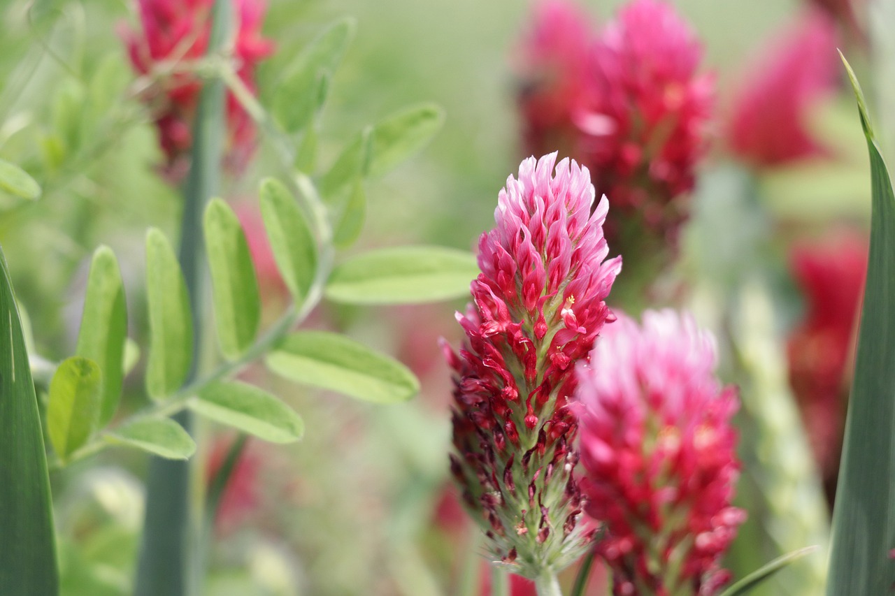 Download free photo of Red clover, fodder plant, meadow, nature, red ...