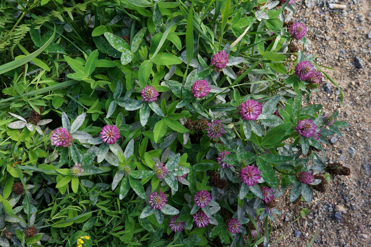 red clover forage plant red flower free photo