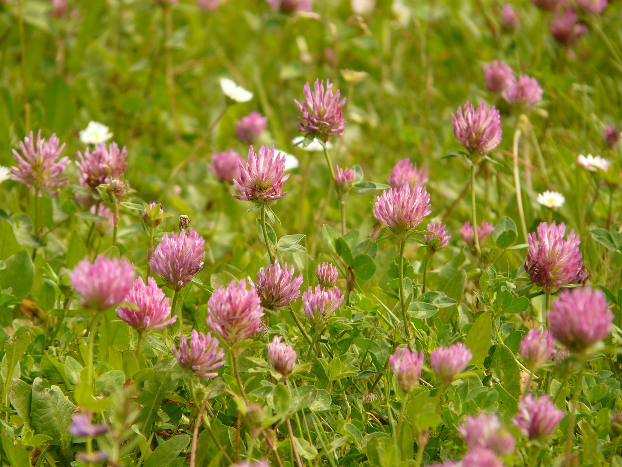 red clover klee pointed flower free photo