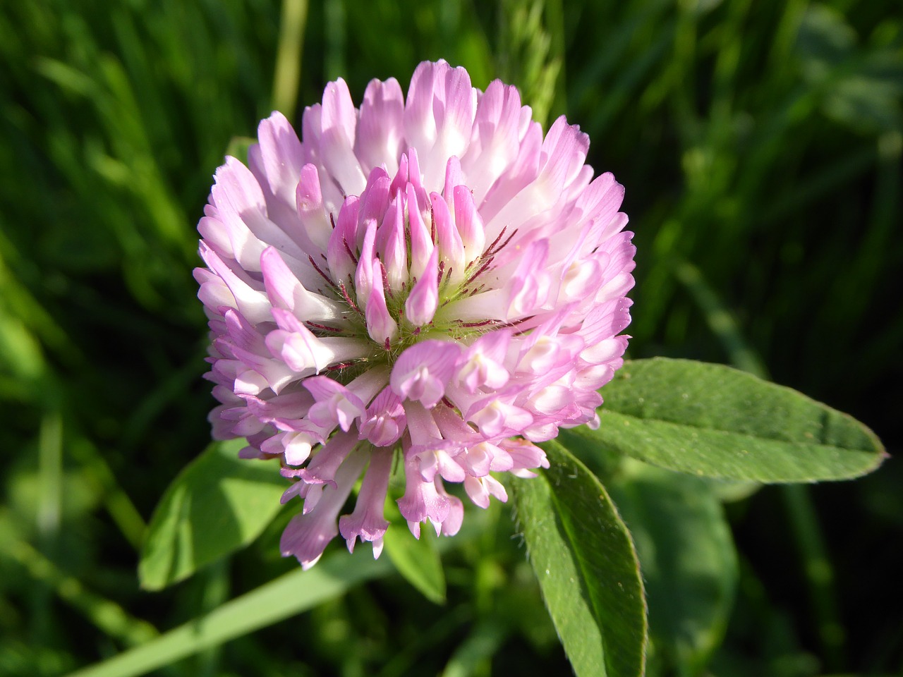 red clover pink soar free photo