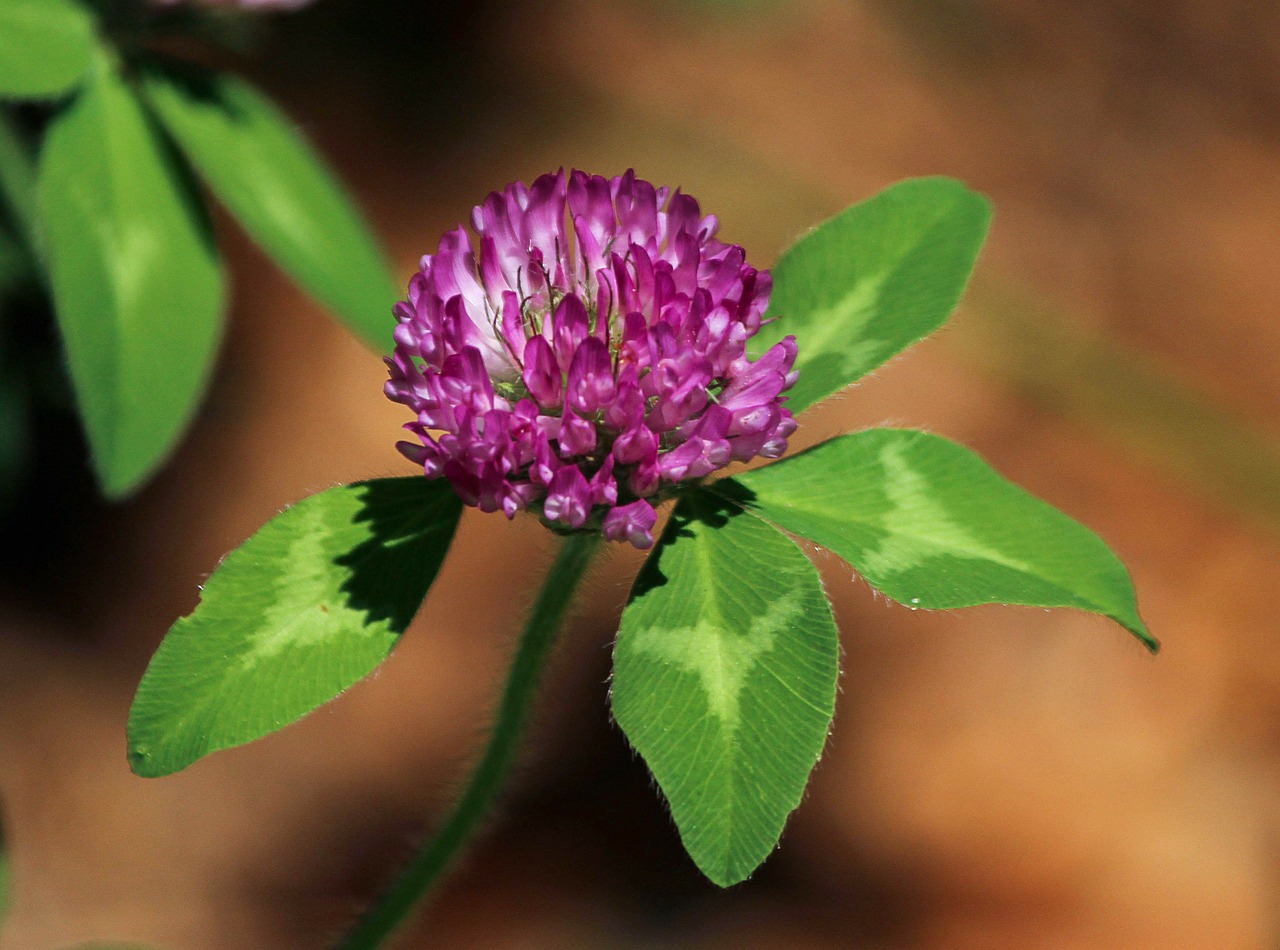 red clover flower trifdium pratense medicinal plant free photo